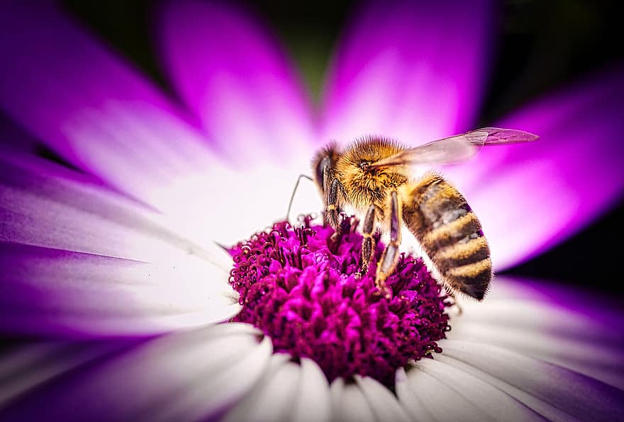 bi, honning, insekt, natur, tæt på, honningbi, striber, sød, gylden, blomst, blomstre