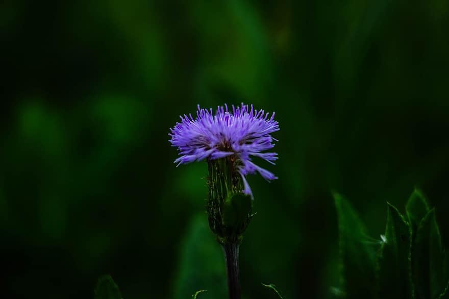 Purple Flower, Flower, Garden, close-up, plant, summer, green color, macro, purple, single flower, meadow
