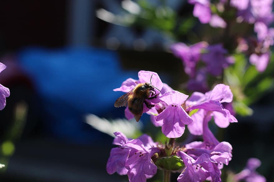 Bie, insekt, pollinere, pollinering, blomster, bevinget insekt, vinger, natur, Hymenoptera, entomologi, makro