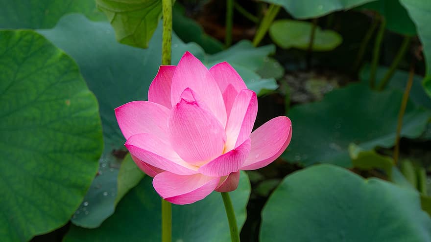 Lotus, Blume, Blütenblätter, Blätter, Laub