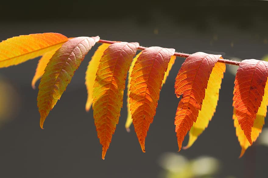 листа, есенни листа, шума, есенна листа, есенни цветове, попадат зеленина, есен, природа