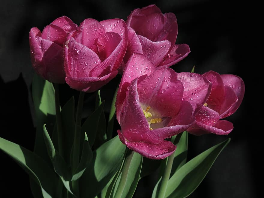 tulipaner, rosa, dugg, duggdråper, vanndråper, rosa tulipaner, blomster, rosa blomster, blomst, blomstre, flora