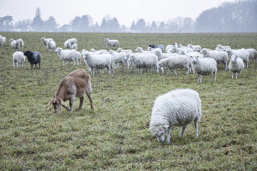 pecore, gregge, animali, animali da fattoria, erba, bestiame, lana, mondo animale, prato, campo