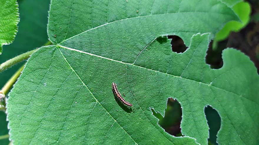червь, гусеница, лист, энтомология