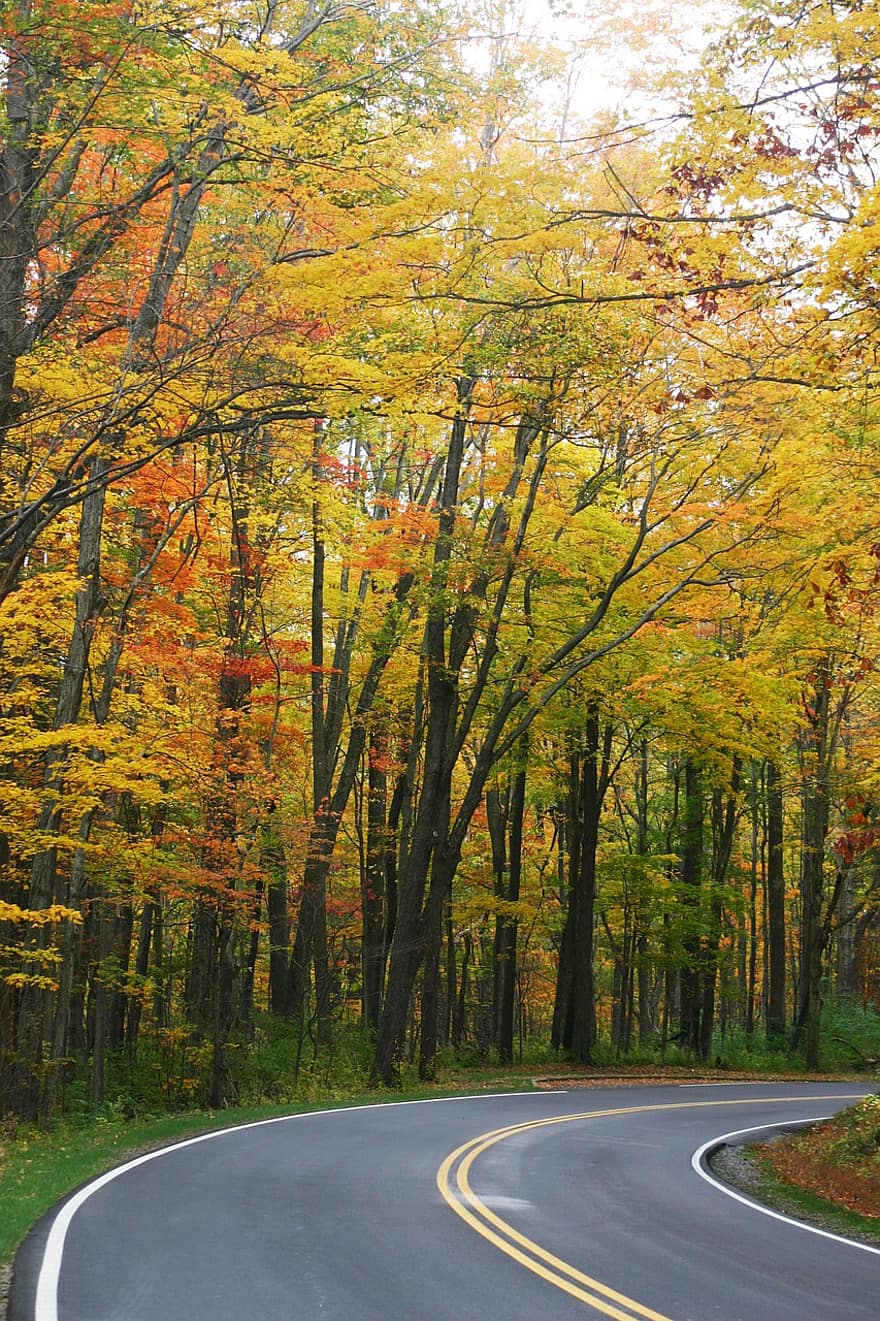 rudenī, sezonā, raksturs, koki, ceļš, iela, ceļot, izpēte, kritums, mežs, koks