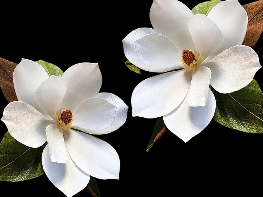södra magnolia, blommor, växt, magnolia, vita blommor, kronblad, pistill, blomma, löv, natur