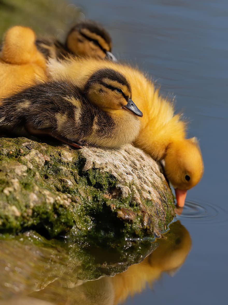 Ducklings, Bank, Pond, Birds, Animals, Mallard, Ducks, Chicks, Baby Ducks, Young Ducks, Waterfowls