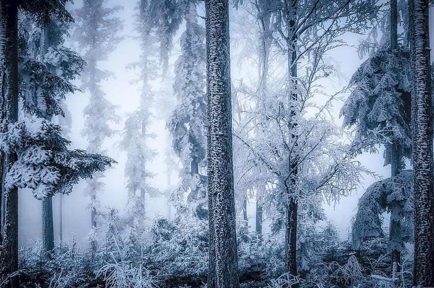 mùa đông, rừng, tuyết, lạnh, cây, Mùa, phong cảnh, sương giá, chi nhánh, Nước đá, cây thông