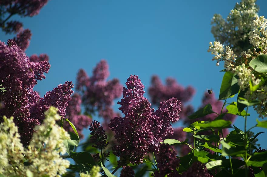 Lilac, White, Flowers, Spring, Bloom, Flower, Garden, Nature, Insect