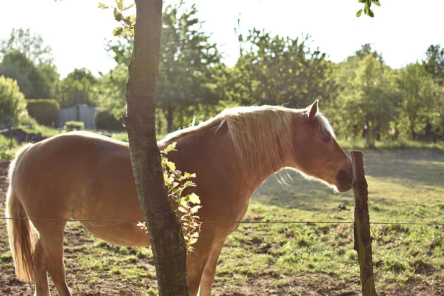 кінь, конячий, тварина, Equus Caballus, ссавець, пасовище
