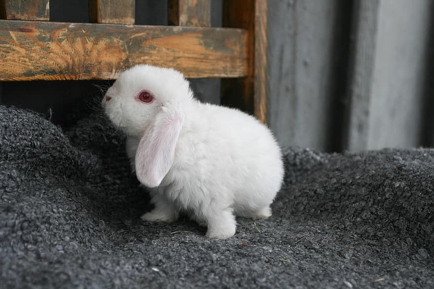 Rabbit, Bunny, Animal, Pet, Ears, Species, Fauna, Whiskers