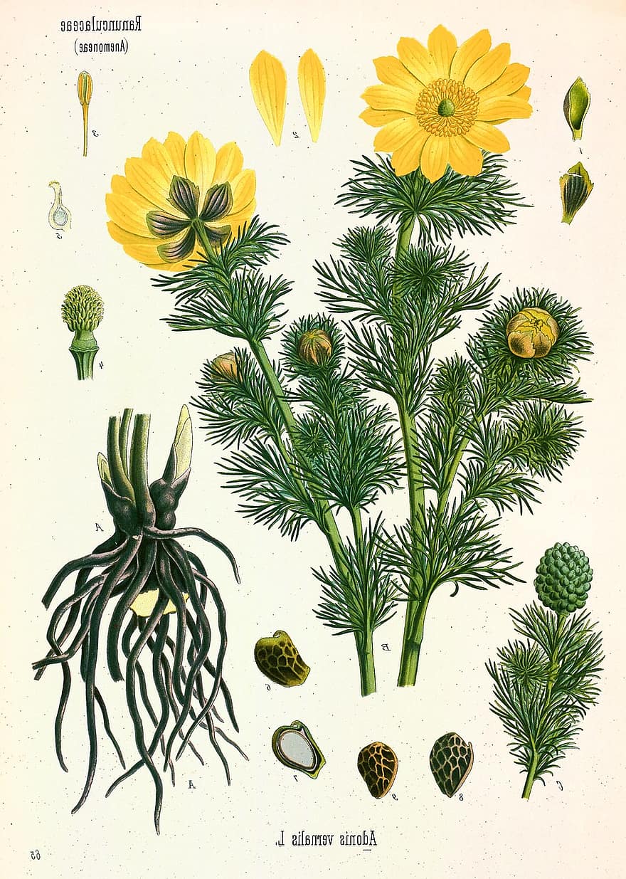 Yellow Adonis, Flower, Blossom, Bloom, Vernal Adonis, Adonis Vernalis, Pheasant's Eye, Plant, Red, Adonis, Hahnenfußgewächs