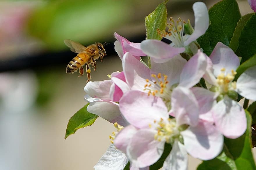apel mekar, bunga-bunga, lebah, serangga, penerbangan, penyerbukan, musim semi, bunga apel, menanam, taman, alam
