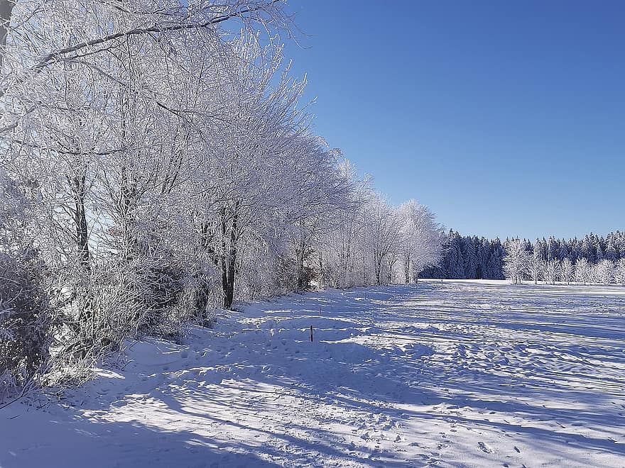 kış manzarası, kış, kar, peyzaj, alan, orman, ağaç, sezon, mavi, don, buz