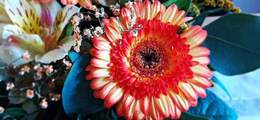 Gerbera, Flowers, Bouquet, Transvaal Daisy, Plants, Petals, Bloom, Cut Flowers, Decorative, Decoration