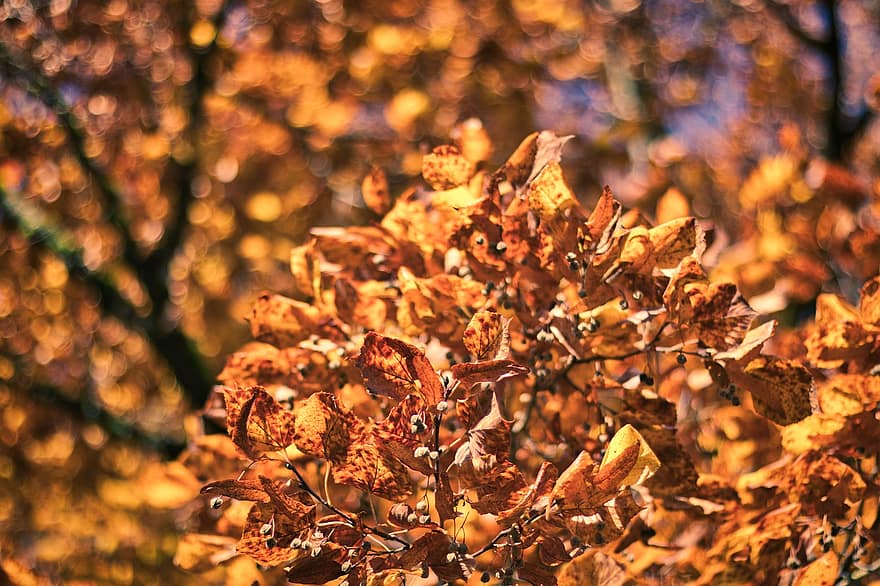 秋、葉、紅葉、秋の季節、落葉、色落ち、乾燥した葉、自然、木材、屋外の、ナチュラル