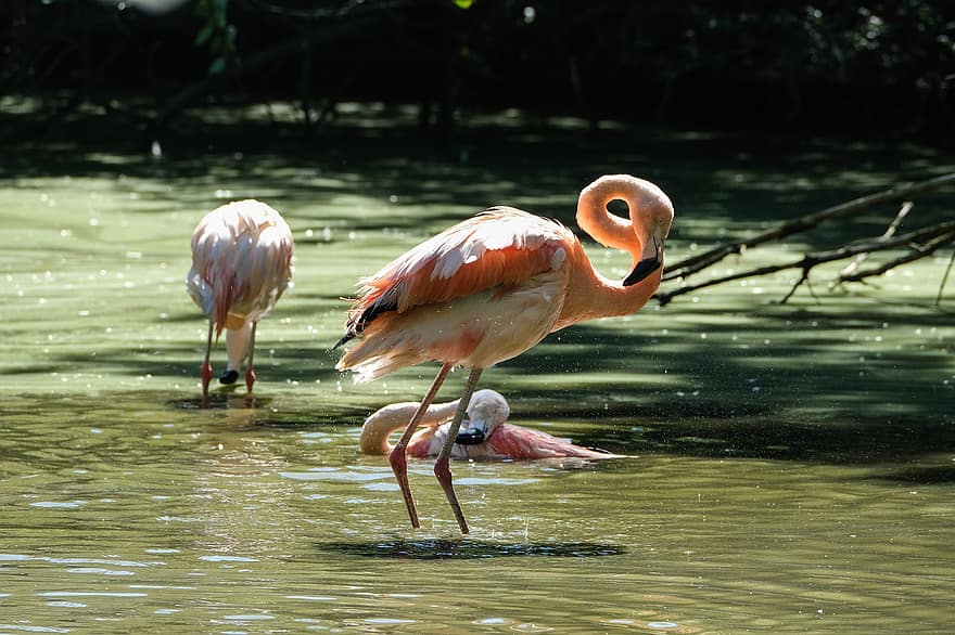 flamingo's, vogelstand, water, langbenige, lange hals, Wading-biedingen, veren, gevederte, ave, aviaire, vogelkunde