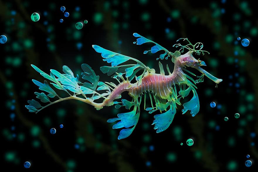 Common Seadragon, Seadragon, Aquatic Animal, Ocean, Sea, Underwater Animal, Bubbles, Nature, close-up, underwater, blue