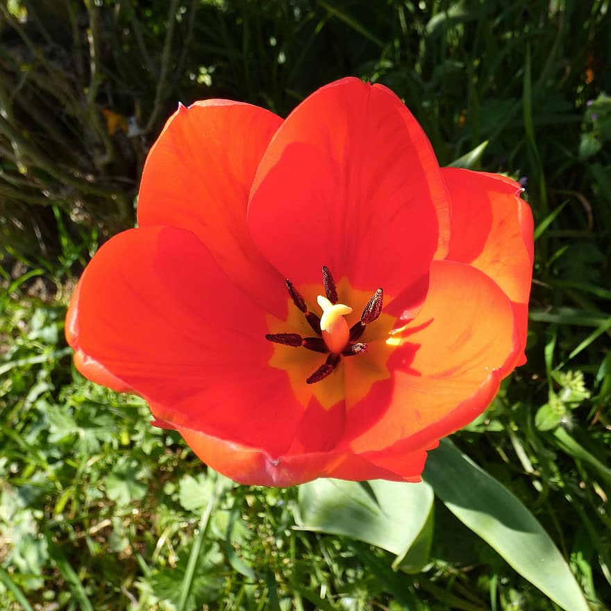 Tulpe, Blume, rote Blume, Blütenblätter, rote Blütenblätter, Pflanze, Flora, blühen, Frühlingsblume, Sommer-, Nahansicht
