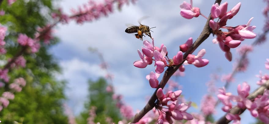 abelha, inseto, flores, vôo, Cercis, redbud, ramo, árvore, plantar, Primavera, jardim