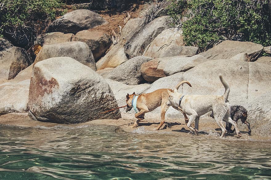 कुत्ते, नदी, कुत्ते का, कुत्ता, पानी, पालतू जानवर, गर्मी, प्यारा, शुद्ध किया हुआ कुत्ता, आनंद, मित्रता