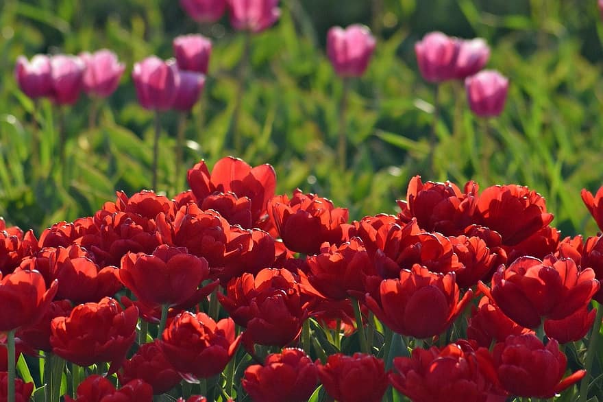 tulipán, tulipán mező, tavaszi, virág, mezőgazdaság, tájkép, természet, piros, Szász-Anhalt, növény, nyári