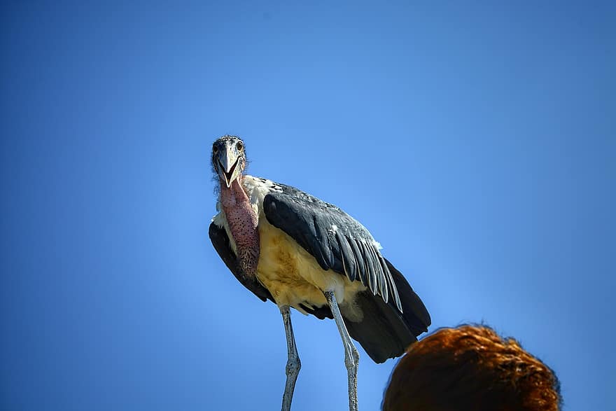marabou stork, πουλί, ζώο, πελαργός, άγρια ​​ζωή, φτερά, ράμφος, ουρανός, ζώα στη φύση, φτερό, μπλε