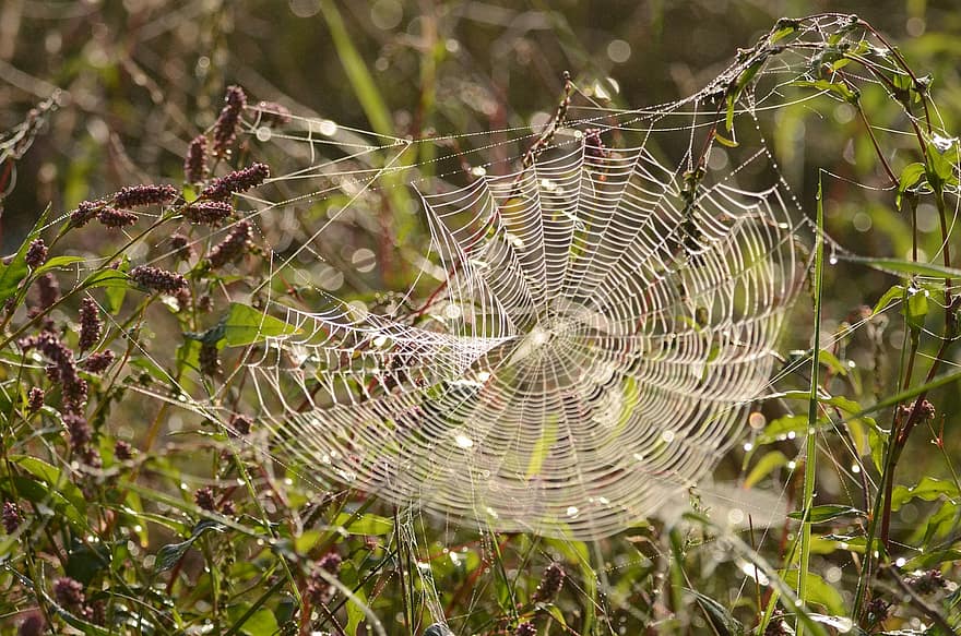 Spider Web, Plants, Meadow, Cobweb, Web, Dew, Nature, Bokeh