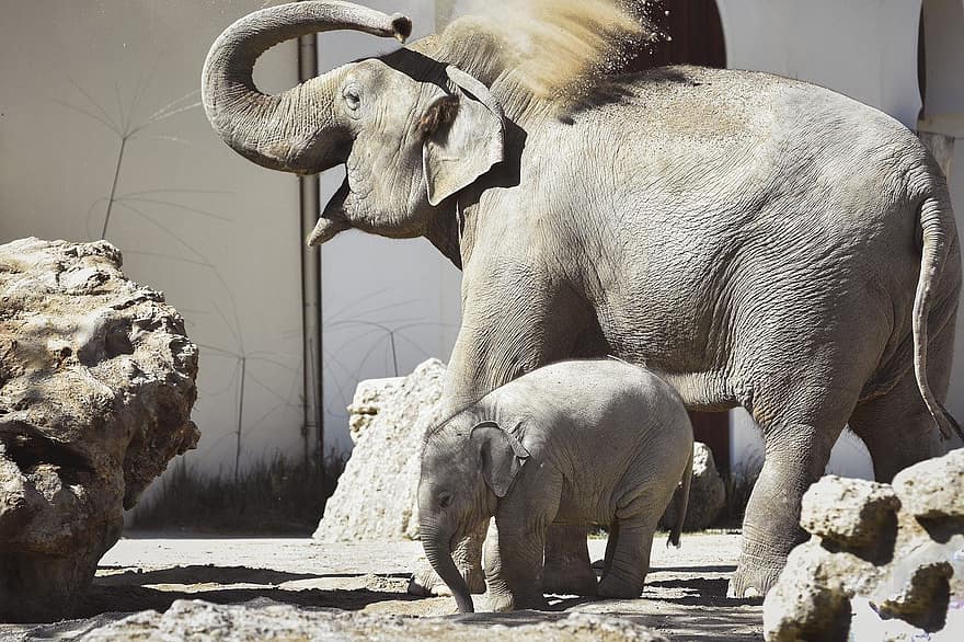 слоны, младенец, животные, мама, слоненок, млекопитающее, живая природа, фауна, природа, зоопарк, слон