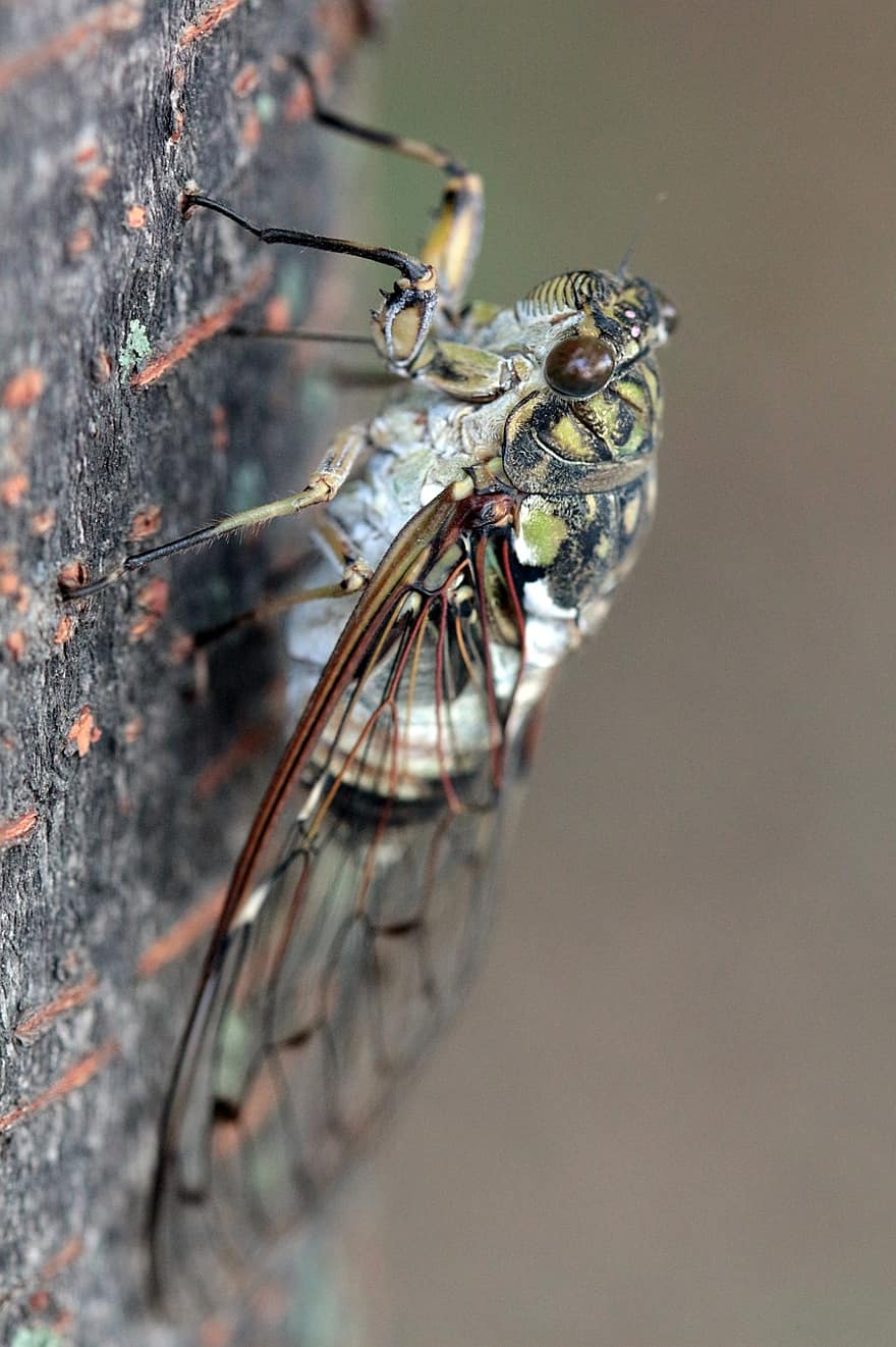cicada, insect, bug, close-up, macro, arthropod, invertebrate, animals in the wild, animal eye, yellow, green color
