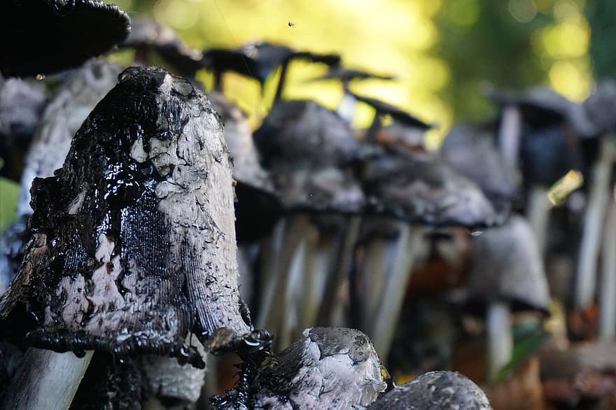 Mushrooms, Plants, Toadstool, Mycology, Forest, Wild, Nature, close-up, coal, fire, natural phenomenon