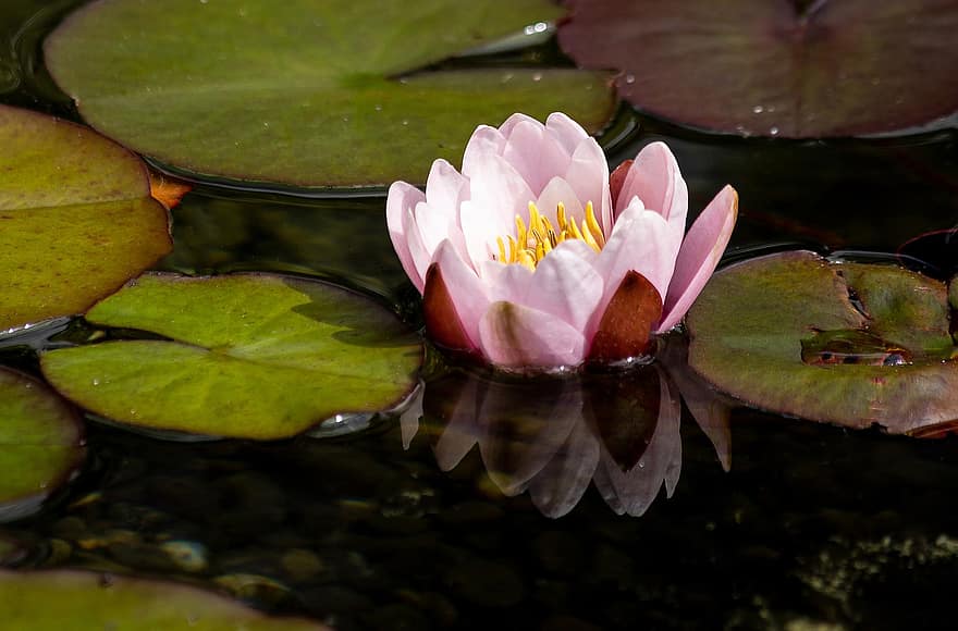 Flower, Water Lilly, Petals, Stem, Plants, Buds, Nature, Bloom, Flora, Botany, Dainty
