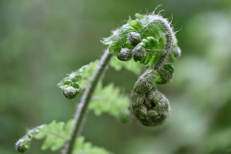 Fern, Fern Frond, Sprout, Growth, Spring, Nature, Close Up