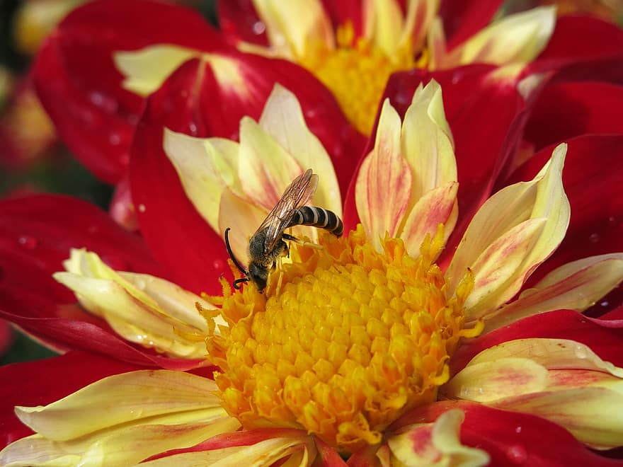 Furche Biene, Schmale Biene, Bestäubung, Halictus Quadricinctus, Dahlie, blühen, Blume, Makro, Entomologie, Biene, Insekt