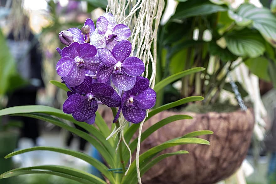 flor, orquideas, planta, floración, púrpura, primavera, hoja, de cerca, cabeza de flor, orquídea, botánica