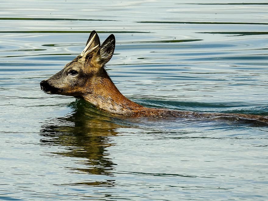 Roe Deer, Ruminant, Mammal, Swim, Lake, Nature