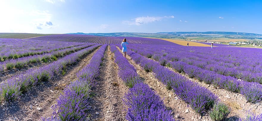 lavender, bidang, lavandula, baris, pertanian, berkembang, berbunga, mekar, botani, pedesaan, lingkungan Hidup