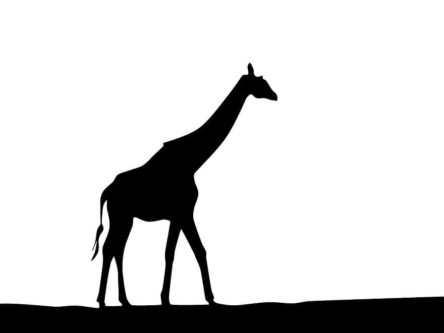 girafa, naturalesa, Àfrica, silueta