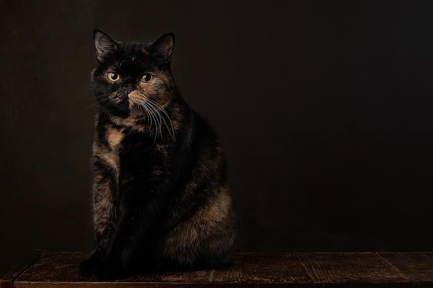 Cat, Portrait, Pet, Feline, Mammal, Animal, Cat Portrait, Animal Photography, Studio Photography, Background