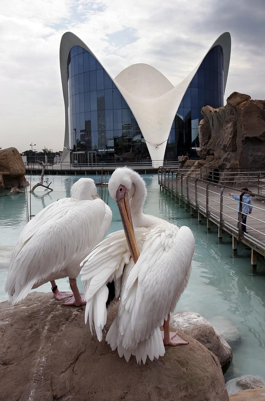 Architecture, Valencia, Calatrava, Museum, Futuristic, Contemporary, Science