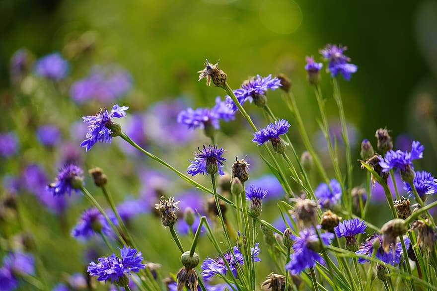 紫色の花、フラワーズ、牧草地、自然、エコロジー、花、夏、閉じる、工場、紫の、緑色