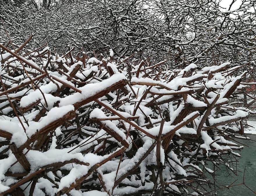 drzewa, gałęzie, śnieg, zimowy, drewno, szron, rym, śnieżny, mroźny, lód, zimno