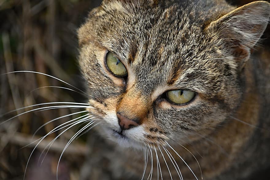 Cat, Tomcat, Tabby Cat, Gray Tabby, Angry, Angry Cat, Cat's Eyes, Whiskers, Tabby, Feline, Pet