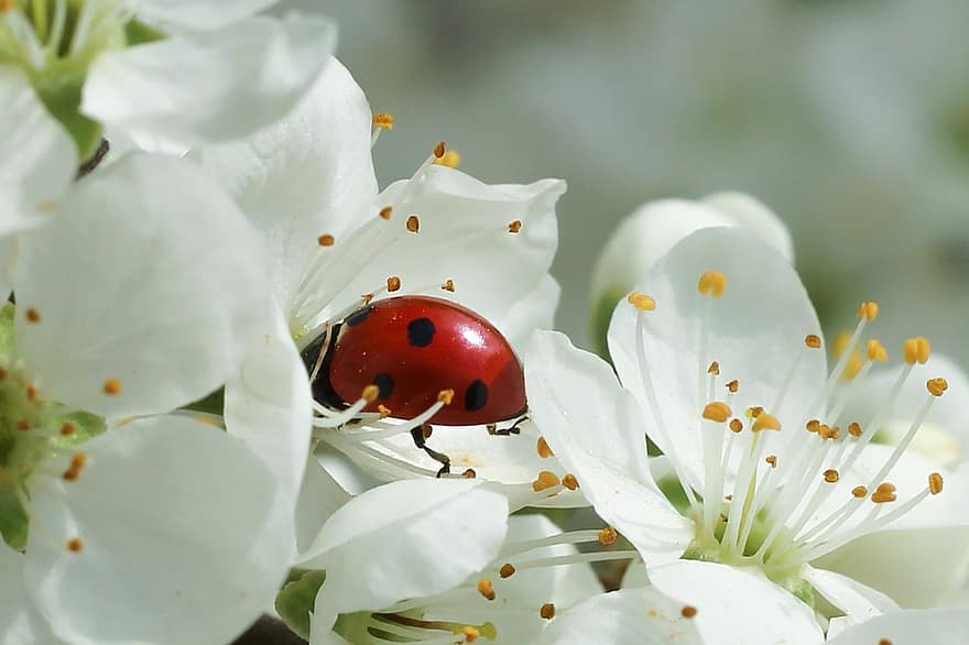 Ladybug, Flowers, Pollination, Beetle, Insect, Entomology, Macro, Spring, Blackthorn