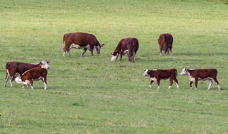 vacas, Gado, pecuária, Fazenda, animais, natureza, pasto, mamíferos, pastando, grama, agricultura