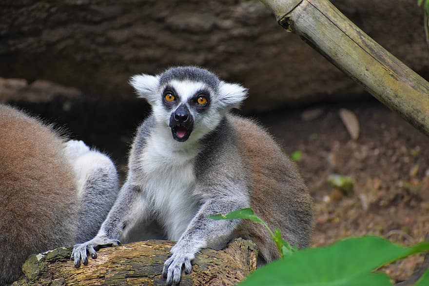 lemur, arhiepiscop, animal, mamifer, grădină zoologică, zoologie, biologie, animale sălbatice, a închide