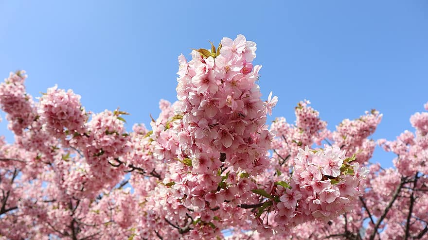 sakura, kirsikankukkia, vaaleanpunaiset kukat, kevät, luonto, Kawazuzakura, kukat, kirsikkapuu, kukka, vaaleanpunainen väri, kasvi