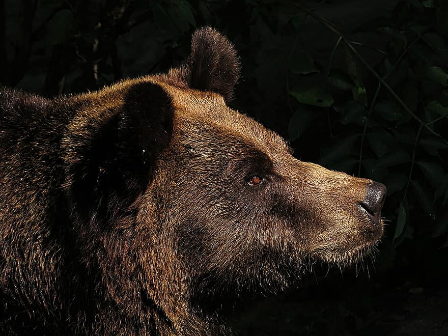 Niedźwiedź, zwierzę, dzikiej przyrody, ssak, Natura, brązowy niedźwiedź, dzikie zwierze, zwierzęta na wolności, las, jedno zwierzę, zagrożone gatunki