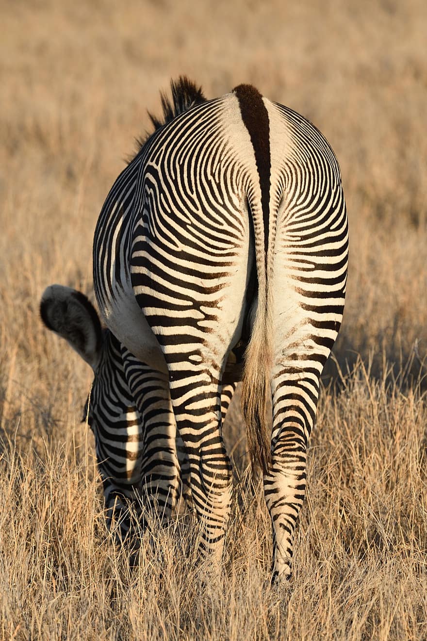grevy'nin zebrası, zebra, hayvan, at, Equus Grevyi, memeli, yaban hayatı, doğa, safari, lewa, Kenya