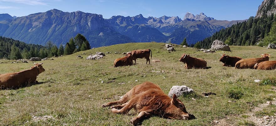 vacas, pasto, dolomitas, paisaje, bovino, ganado, montaña, naturaleza, relajado, animales, fauna silvestre